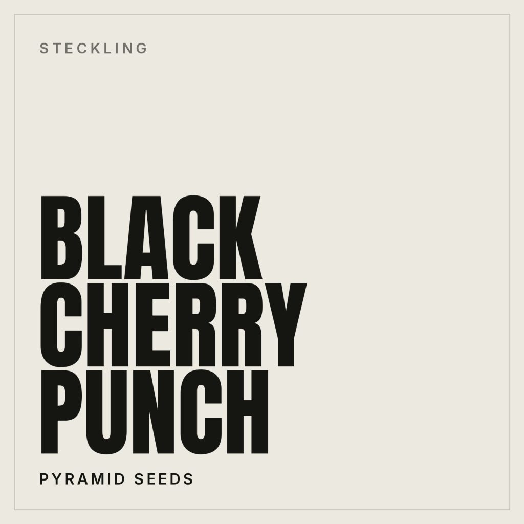 Black Cherry Punch Steckling