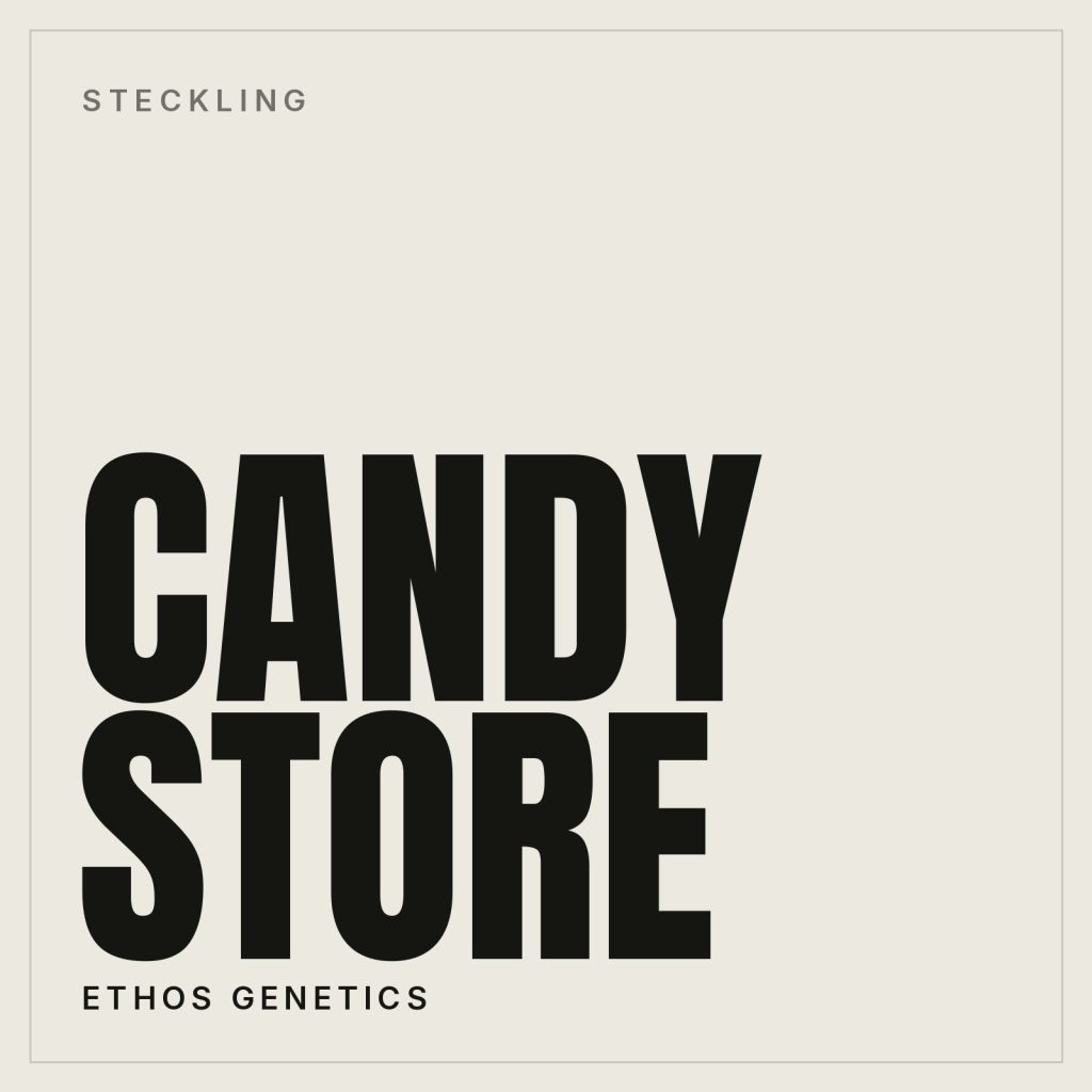Candy Store Steckling