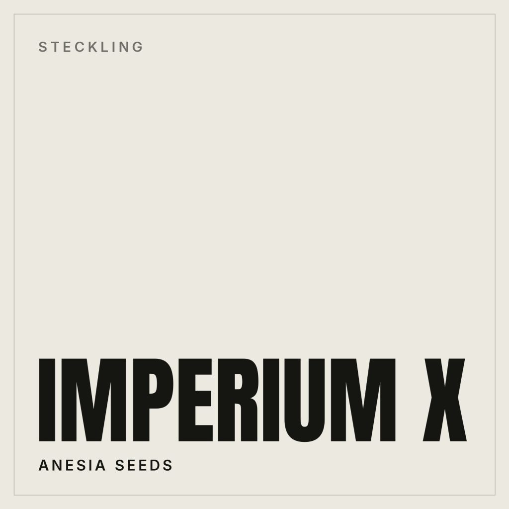 Imperium X Steckling