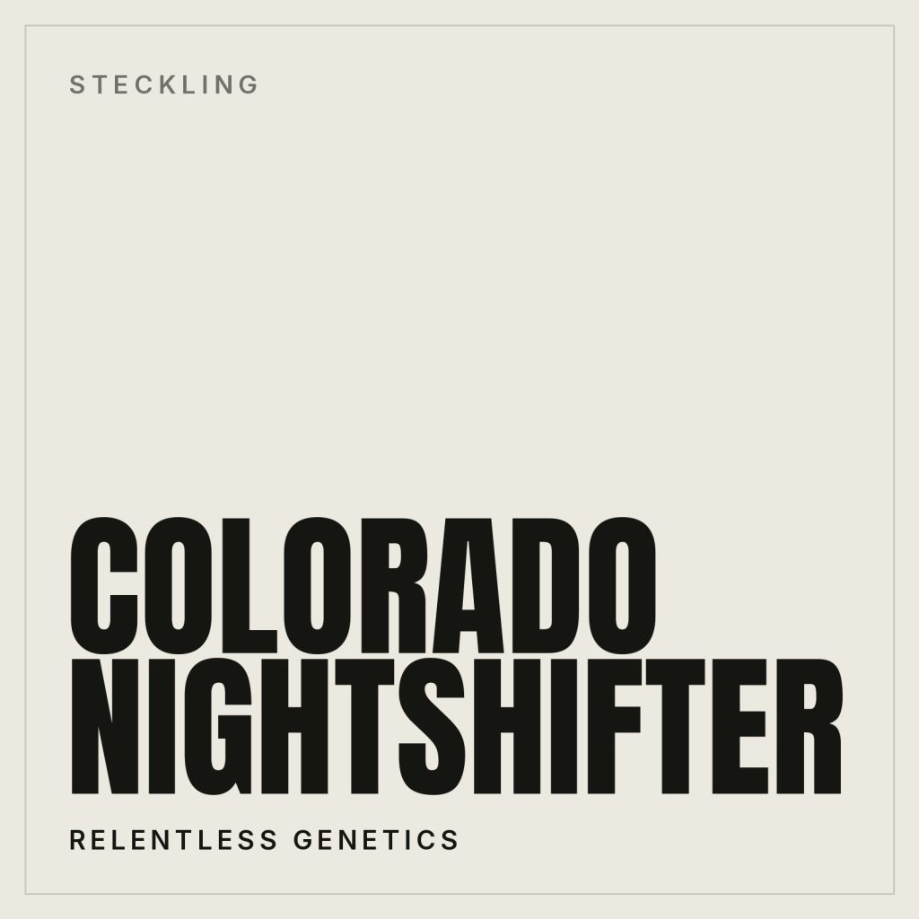 Colorado Nightshifter Steckling
