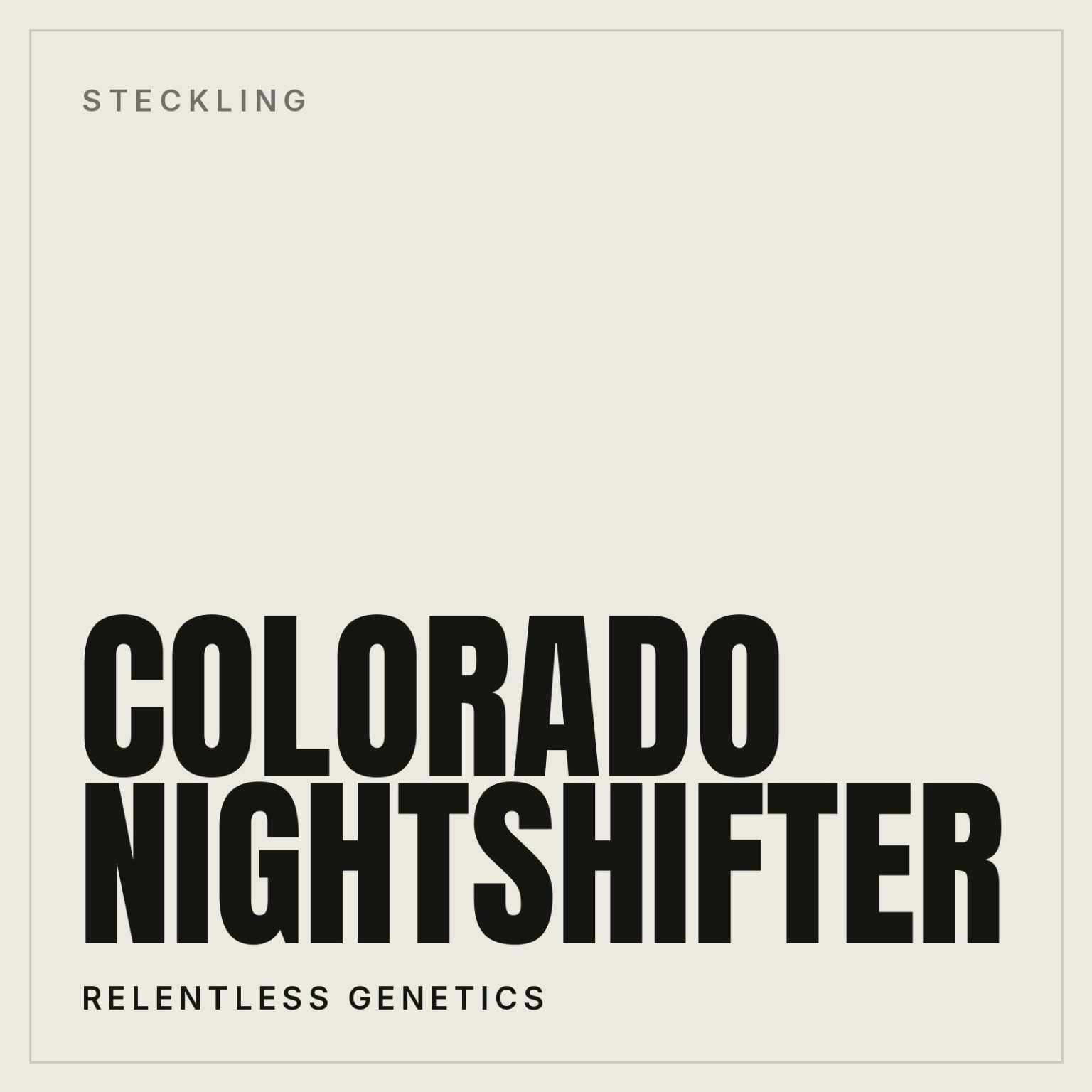 Colorado Nightshifter Steckling