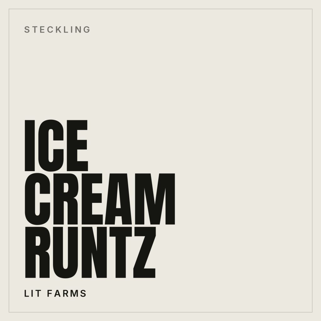 Ice Cream Runtz Steckling