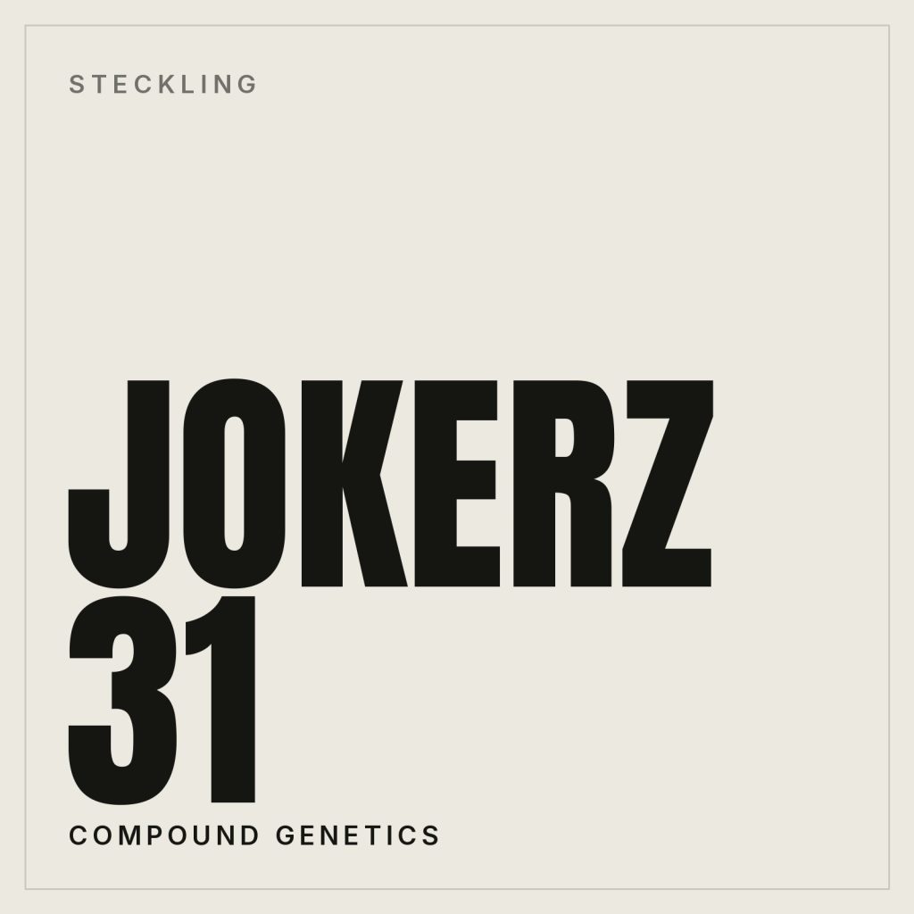 Jokerz 31 Steckling