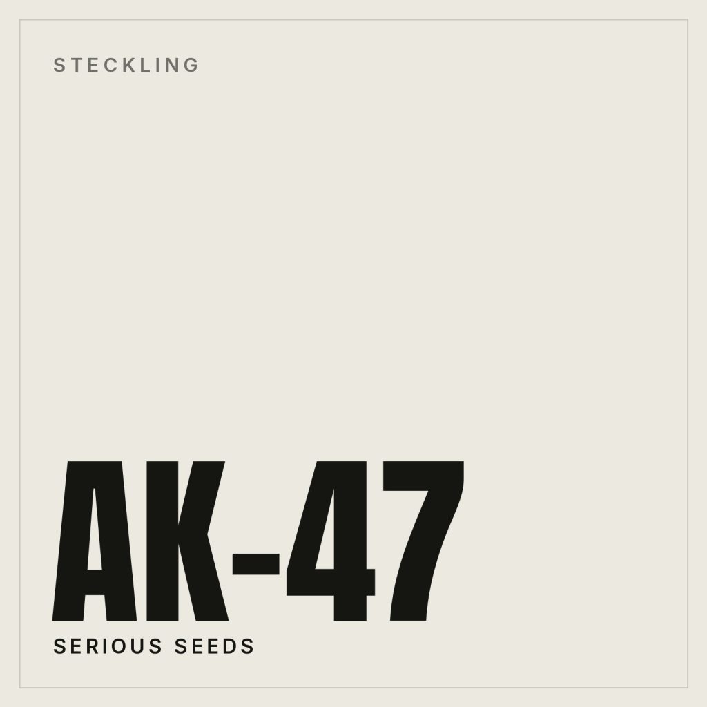 AK-47 Steckling