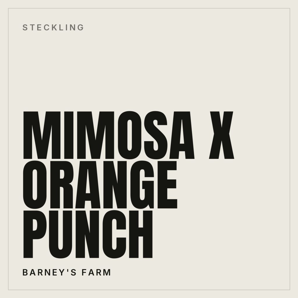 Mimosa x Orange Punch Steckling