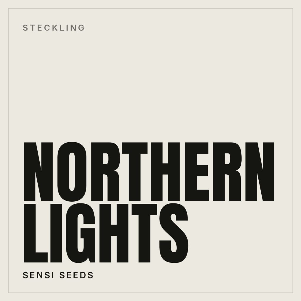 Northern Lights Steckling