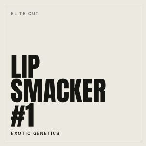 Lip Smacker #1 Steckling