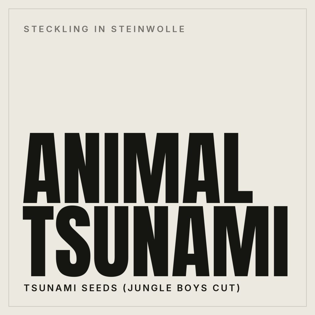 Animal Tsunami Steckling