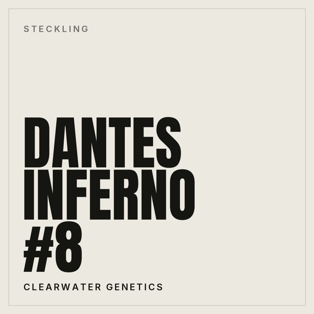 Dantes Inferno #8 Steckling