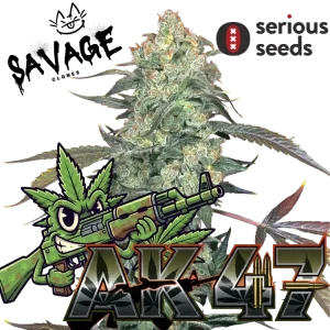 AK-47 - Serious Seeds