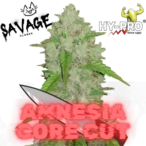 Amnesia Core Cut - HY PRO