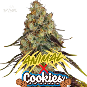 Animal Cookies feminized Samen kaufen – Savage-Clones