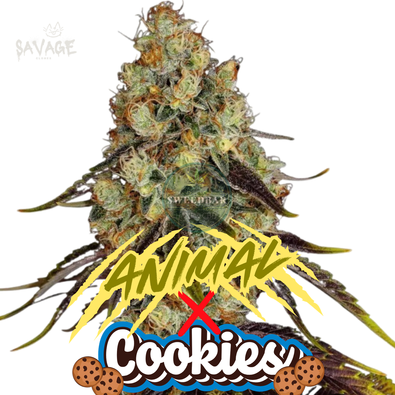 Animal Cookies feminized Samen kaufen – Savage-Clones