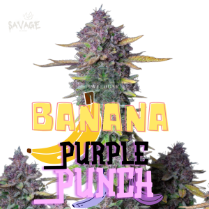Banana Purple Punch Auto - 420 Fast Buds Samen kaufen – Savage-Clones