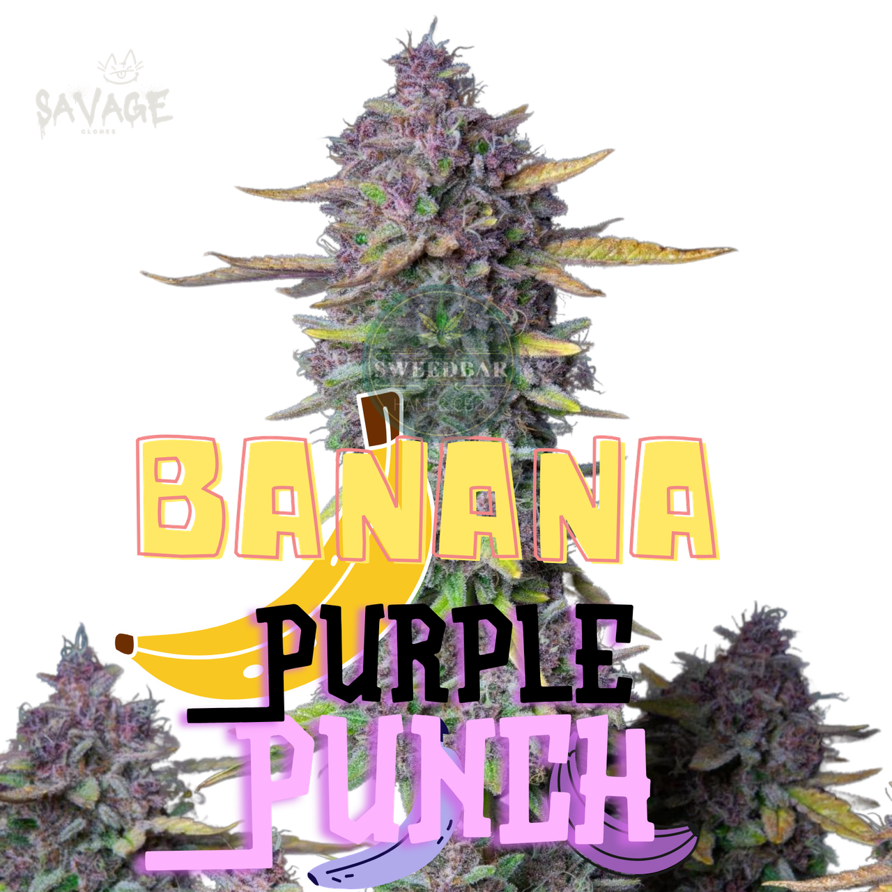 Banana Purple Punch Auto - 420 Fast Buds Samen kaufen – Savage-Clones