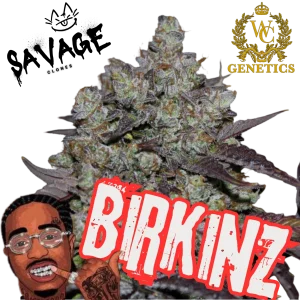 Birkinz - Winner Circle Genetics x Quavo (Migos)
