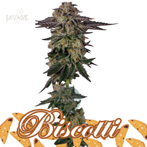 Biscotti feminized Samen kaufen – Savage-Clones