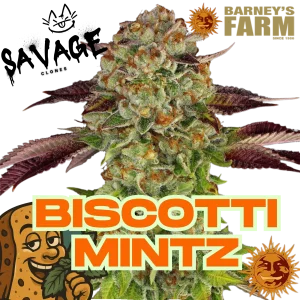 Biscotti Mintz - Barney's Farm