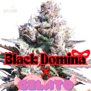 Black Domina x Gelato Samen kaufen – Savage-Clones