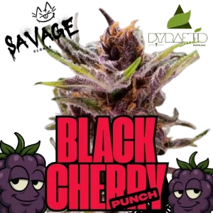 Black Cherry Punch - Pyramid Seeds