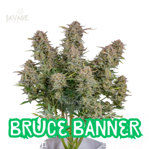 Bruce Banner Autoflower - 420 FastBuds Samen kaufen – Savage-Clones