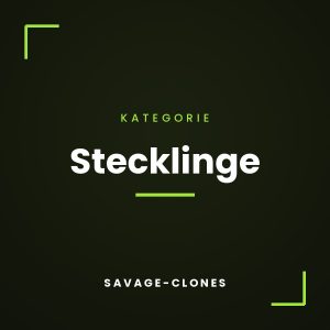 Stecklinge