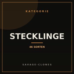 Stecklinge