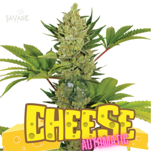 Cheese Automatic Samen kaufen – Savage-Clones