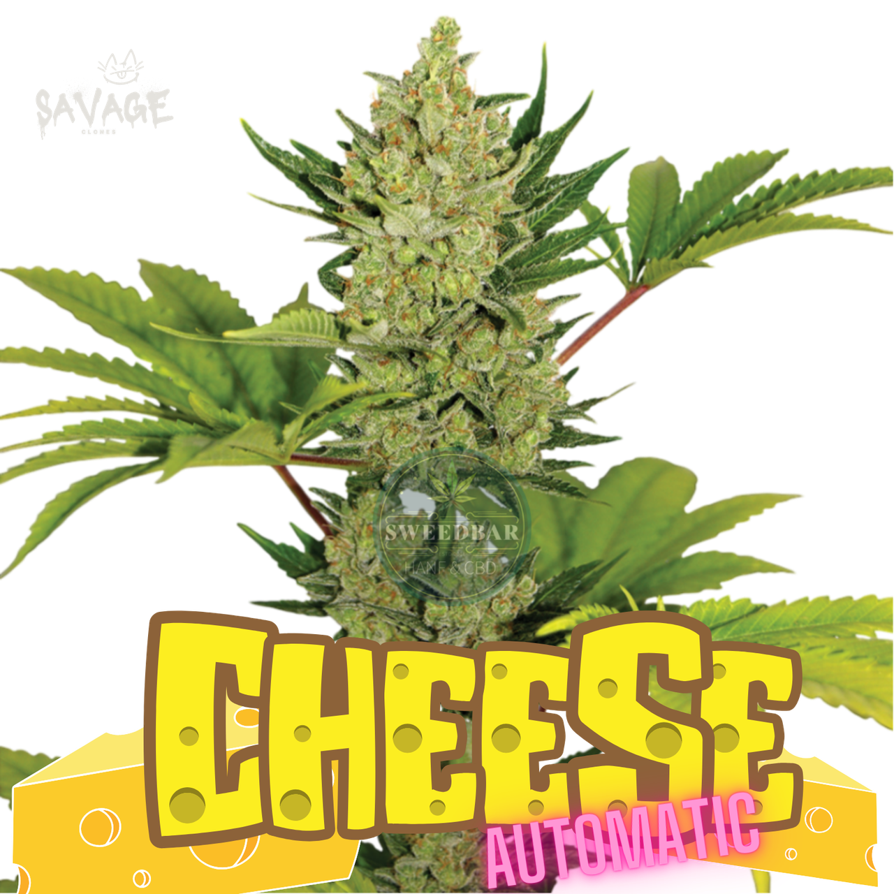 Cheese Automatic Samen kaufen – Savage-Clones