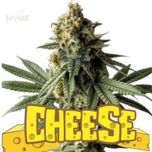 Cheese feminized Samen kaufen – Savage-Clones
