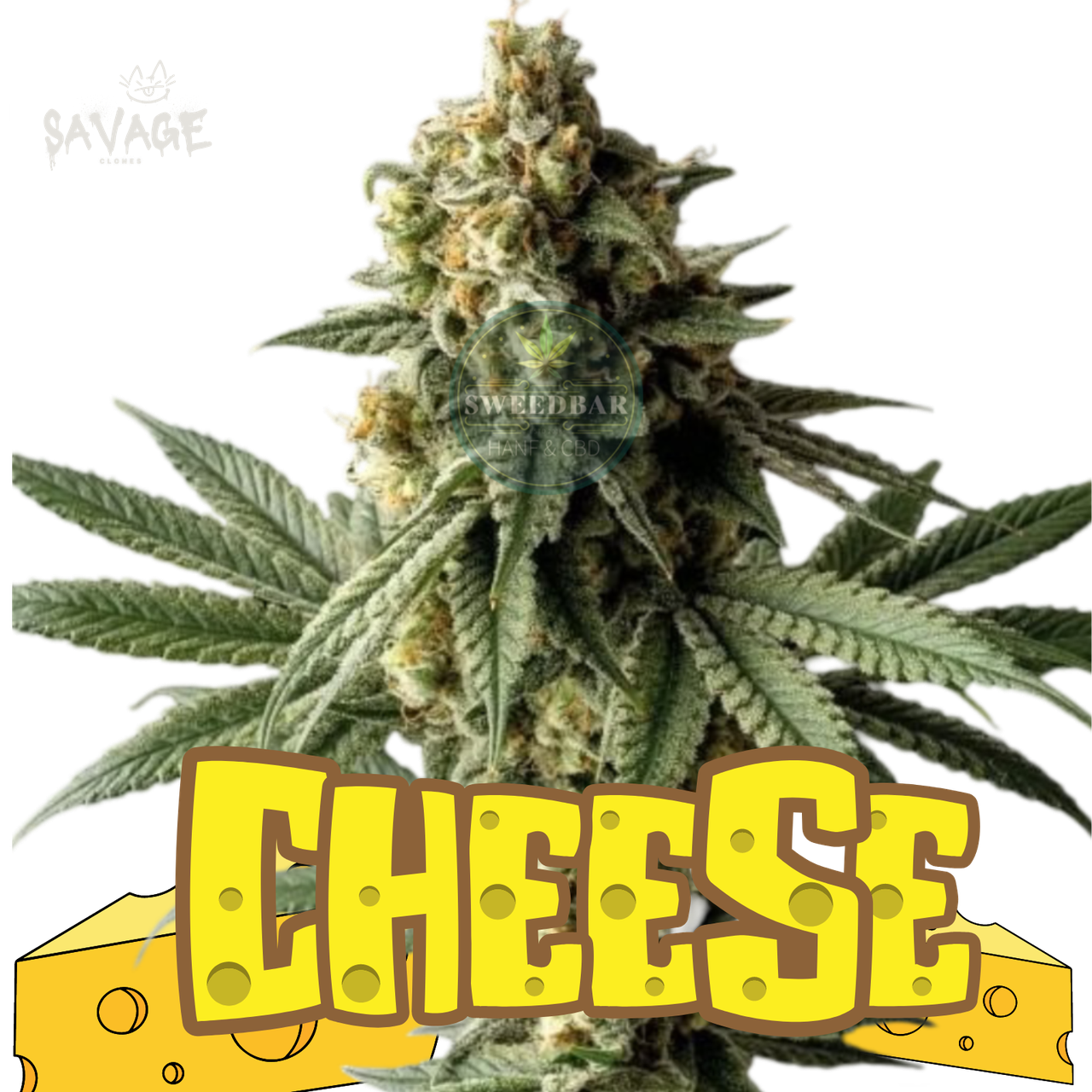 Cheese feminized Samen kaufen – Savage-Clones
