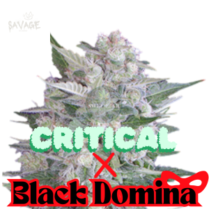 Critical x Black Domina feminized Samen kaufen – Savage-Clones
