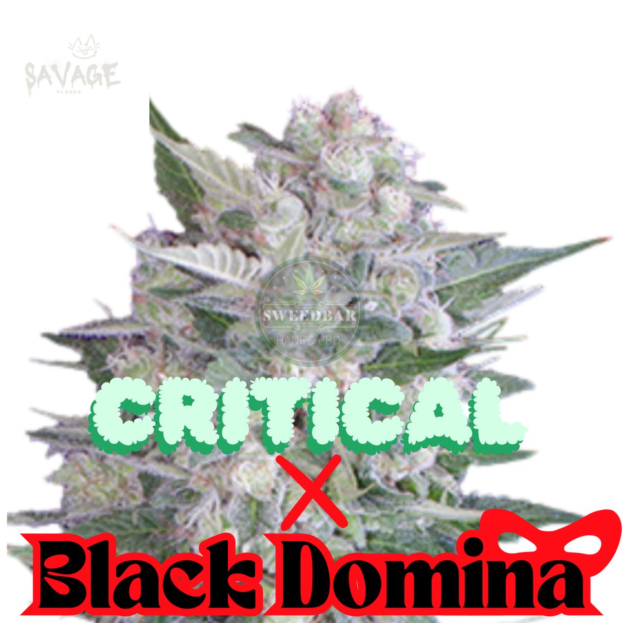 Critical x Black Domina feminized Samen kaufen – Savage-Clones