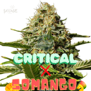 Critical x Somango Samen kaufen – Savage-Clones