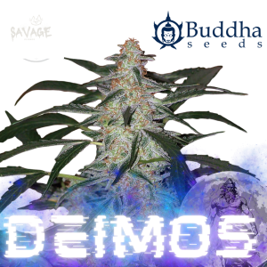 Deimos Automatic 3 Seeds Samen kaufen – Savage-Clones