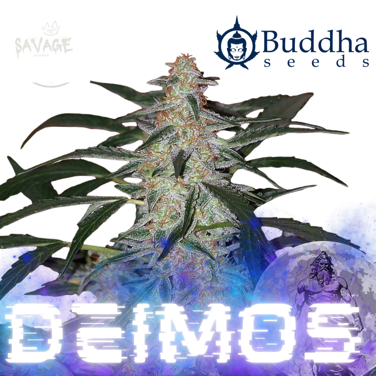Deimos Automatic 3 Seeds Samen kaufen – Savage-Clones
