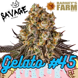 Gelato #45 - Barney's Farm
