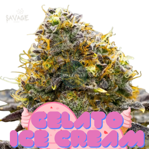 Gelato Ice Cream feminized Samen kaufen – Savage-Clones