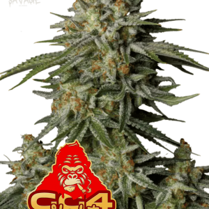 GG4 Sherbet Fast Flowering - 420 FastBuds Samen kaufen – Savage-Clones