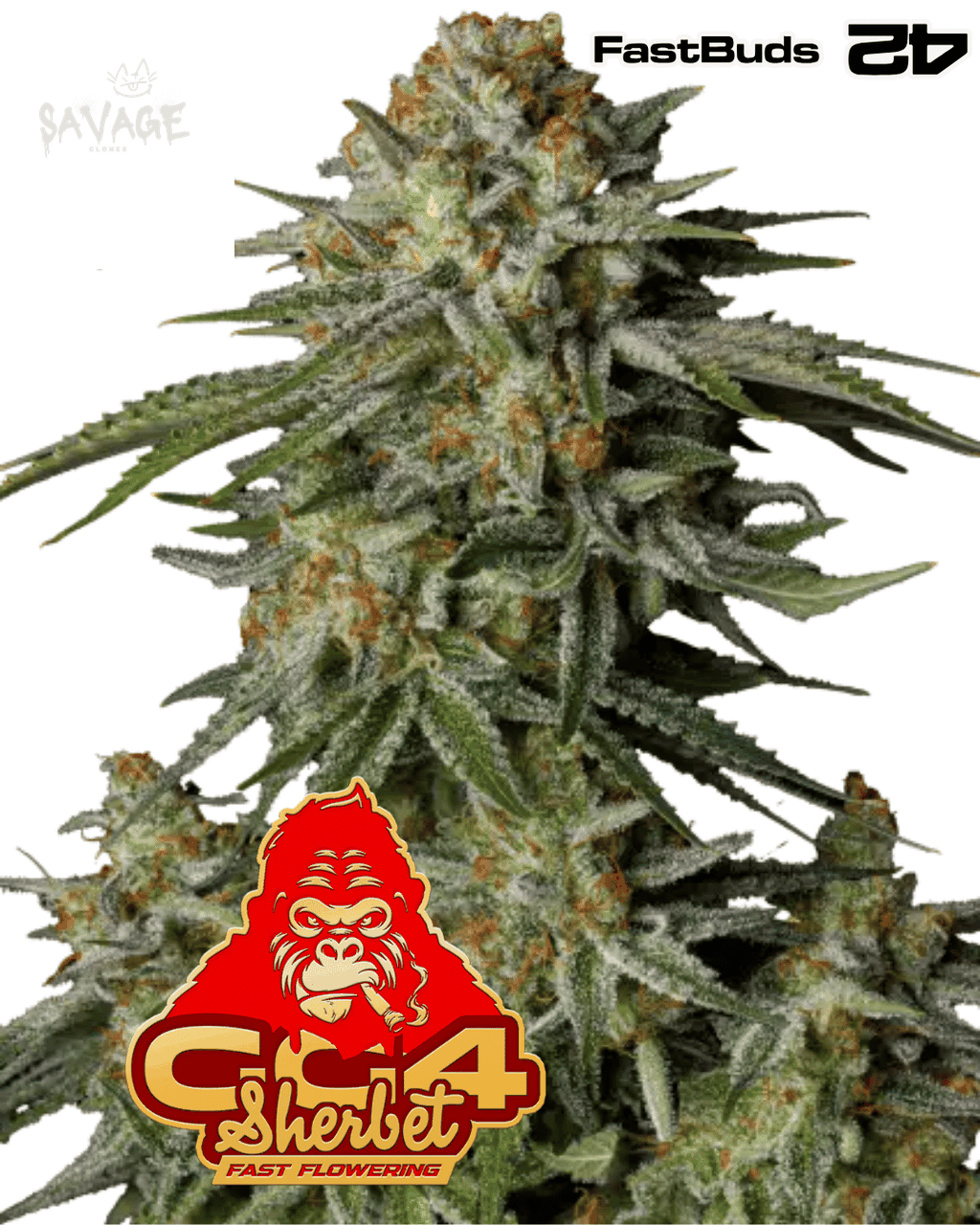 GG4 Sherbet Fast Flowering - 420 FastBuds Samen kaufen – Savage-Clones