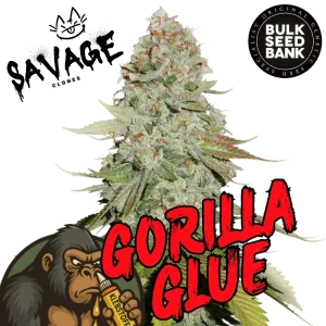 Gorilla Glue #4 - Bulk Seeds