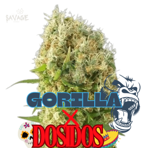 Gorilla x Dosidos feminized Samen kaufen – Savage-Clones