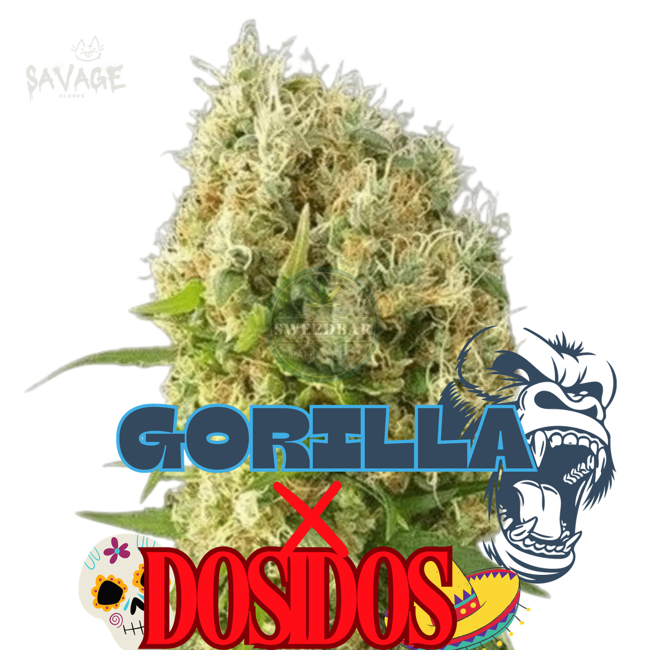 Gorilla x Dosidos feminized Samen kaufen – Savage-Clones