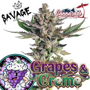 Grapes & Cream - Cannadaro x Phinest