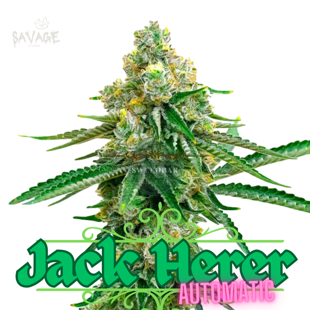 Jack Herer Automatic Samen kaufen – Savage-Clones