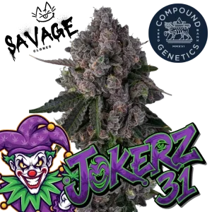 Jokerz 31 - Compound Genetics