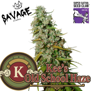 Kee's Old School Haze - Super Sativa Seed Club
