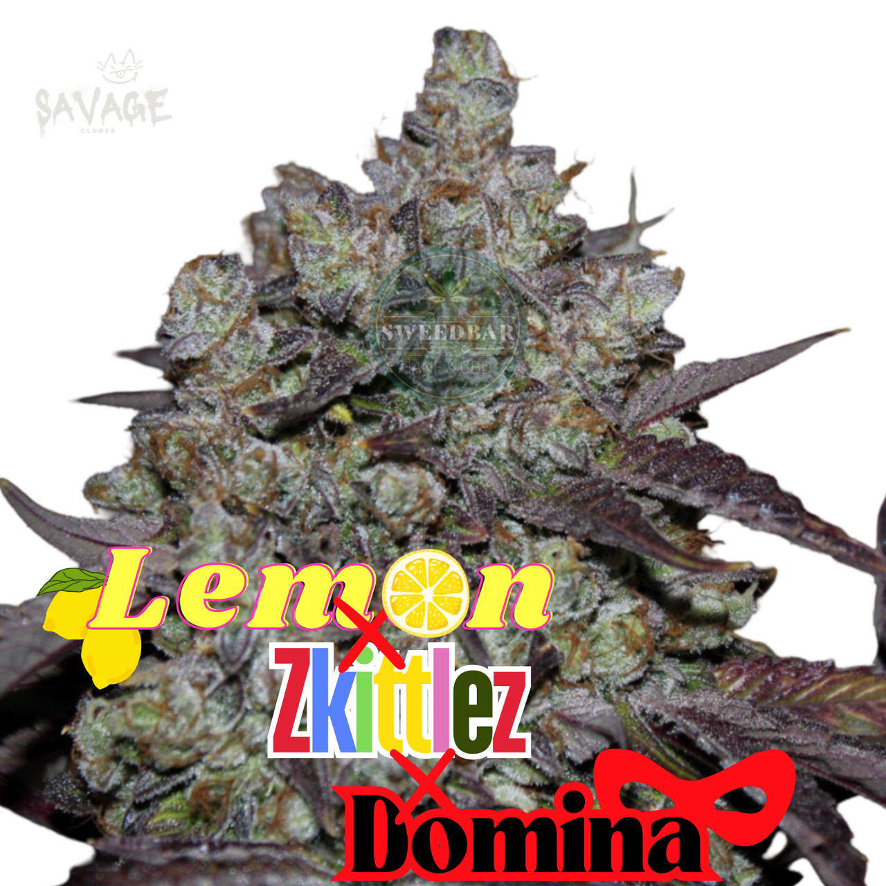Lemon x Zkittlez x Domina feminized Samen kaufen – Savage-Clones