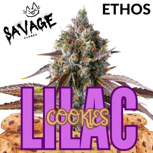 Lilac Cookies - Ethos Genetics