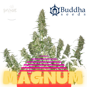 Magnum Automatic 3 Seeds Samen kaufen – Savage-Clones